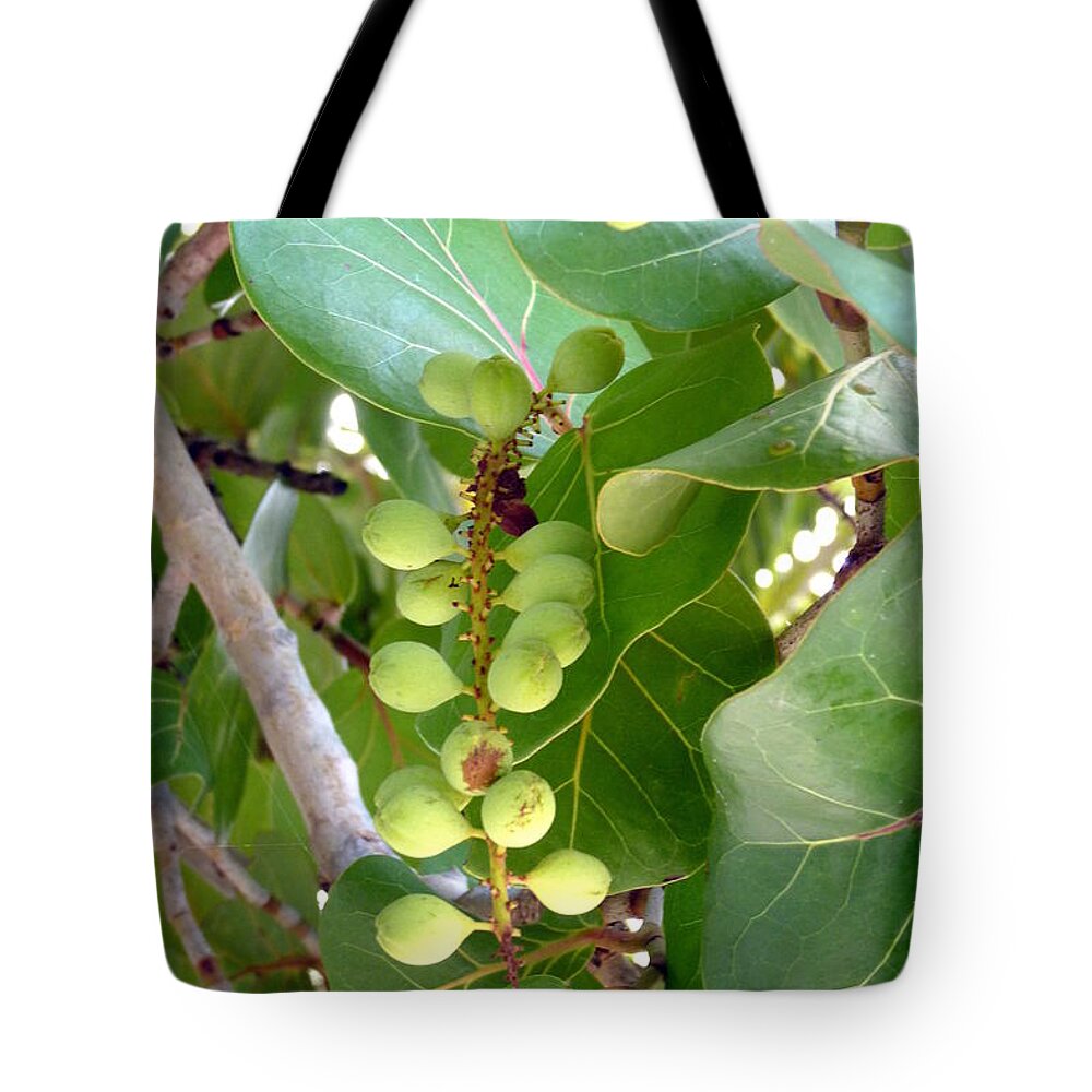 Sea Grapes Tote Bag featuring the photograph Sea Grapes by Carla Parris