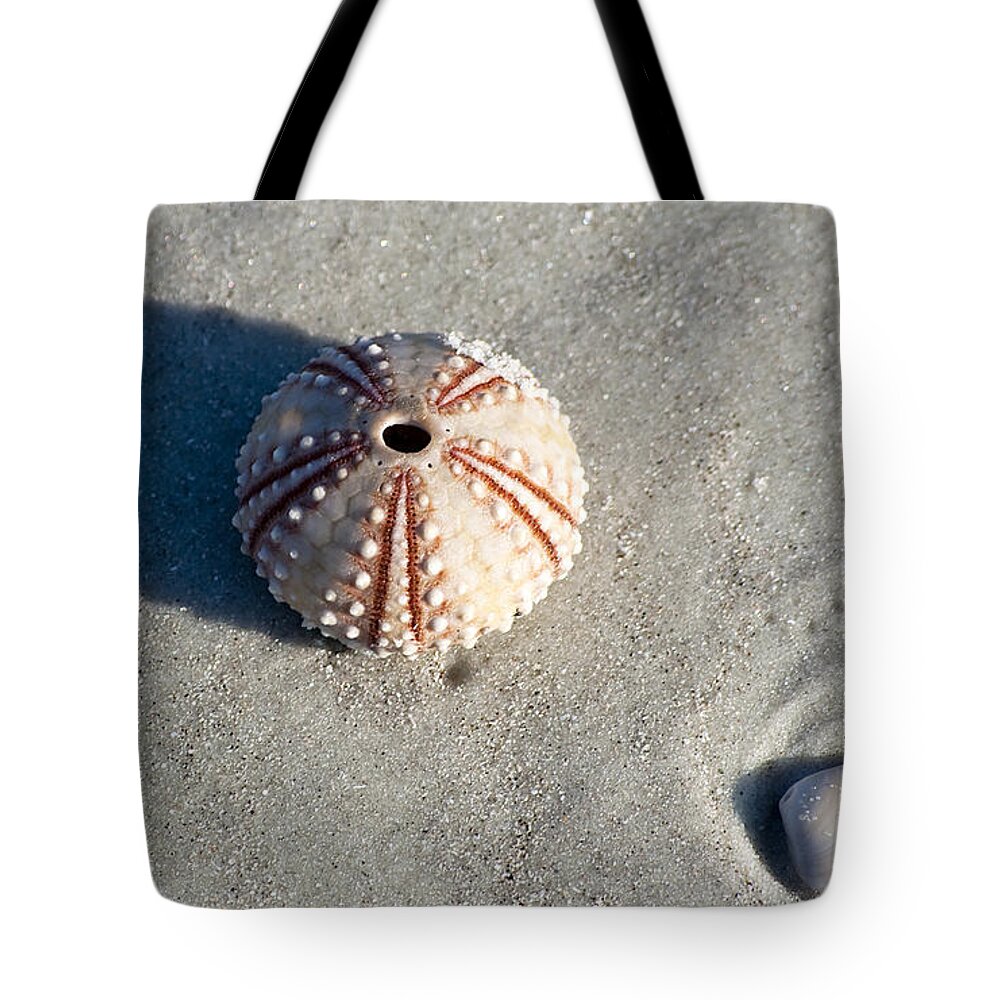 Beach Tote Bag featuring the photograph Sea Urchin and Shell by Kenneth Albin