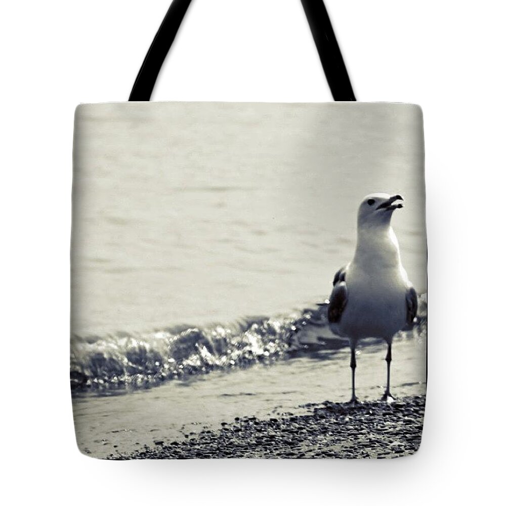 Beach Tote Bag featuring the photograph Seagull in BW by Justin Connor