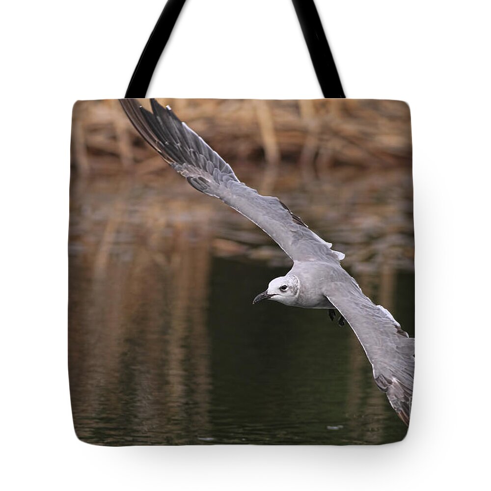 Seagull Tote Bag featuring the photograph Seagull Seagull On The Move by Deborah Benoit
