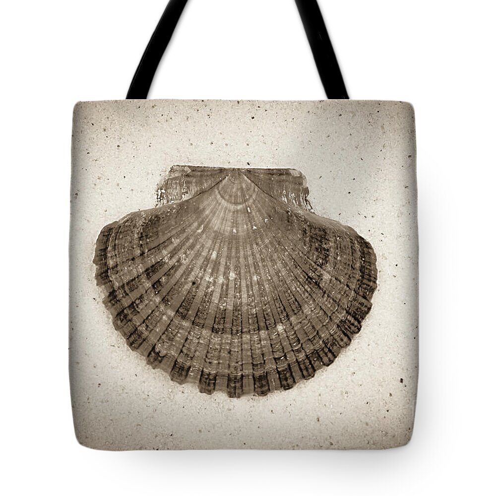 Shell Tote Bag featuring the photograph Sepia Scallop by Jim And Emily Bush