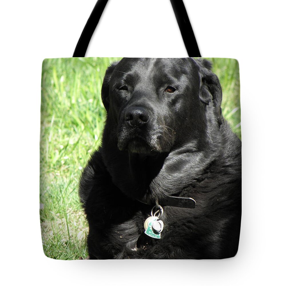 Dog Tote Bag featuring the photograph Serious Stare Down by Kim Galluzzo