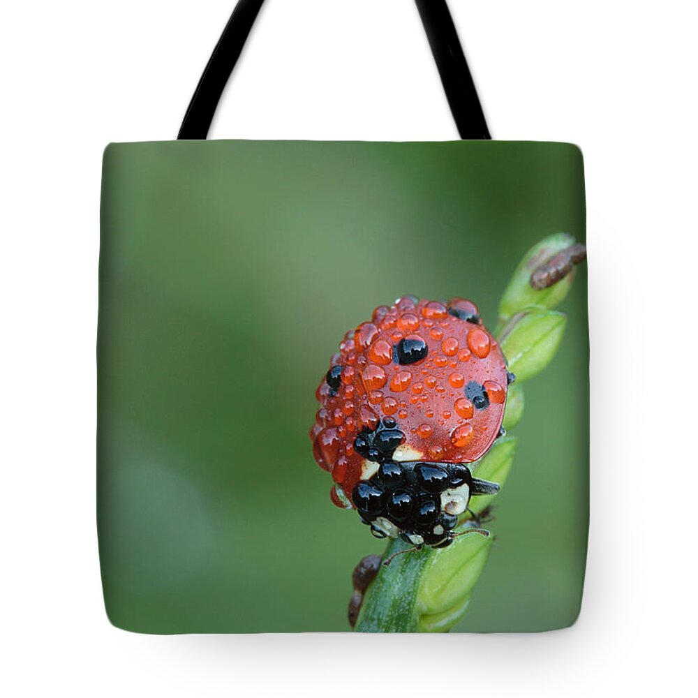 Nature Tote Bag featuring the photograph Seven-spotted Lady Beetle On Grass With Dew by Daniel Reed