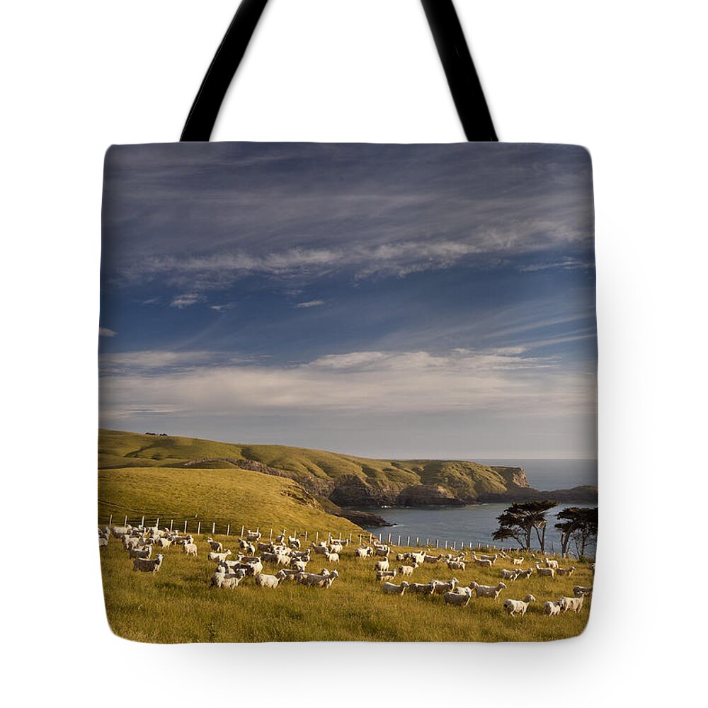 00479627 Tote Bag featuring the photograph Sheep Grazing In Headland by Colin Monteath