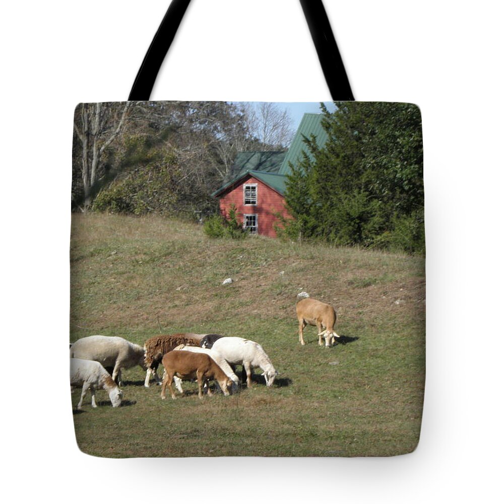 Sheep Tote Bag featuring the photograph Sheep Grazing by Kim Galluzzo