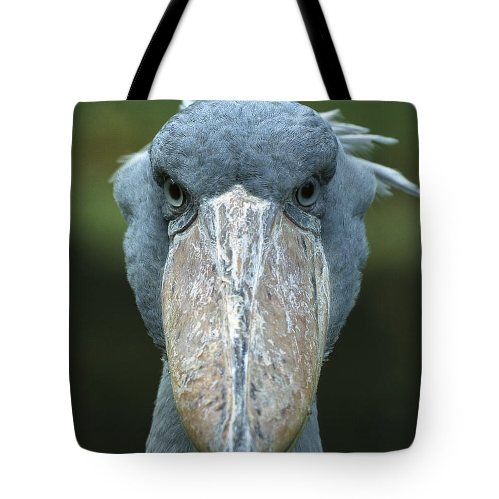 Mp Tote Bag featuring the photograph Shoebill Balaeniceps Rex Portrait by Konrad Wothe