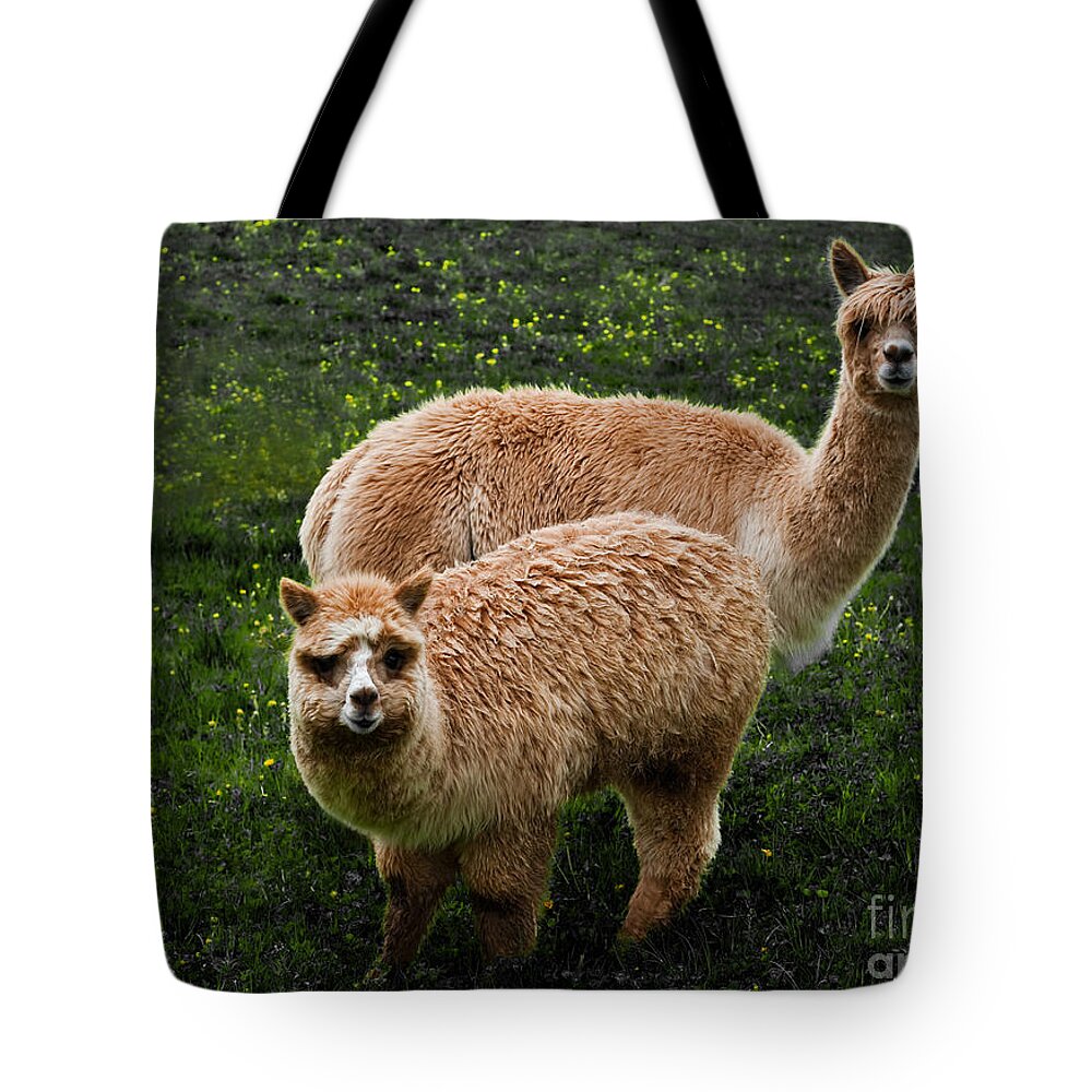 Animals Tote Bag featuring the photograph Short and Tall by Barbara McMahon
