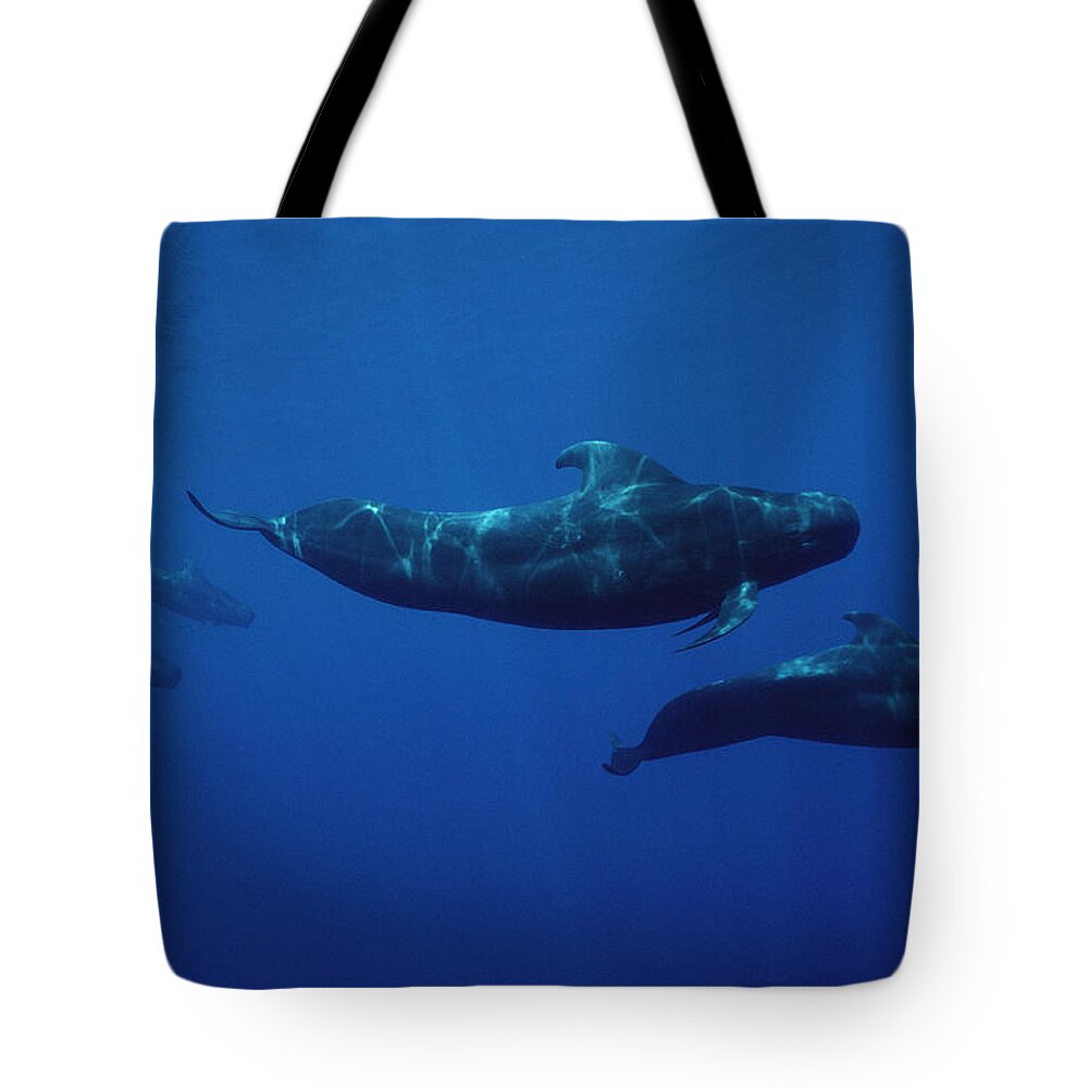 00083143 Tote Bag featuring the photograph Shortfinned Pilot Whale Pod Hawaii by Flip Nicklin