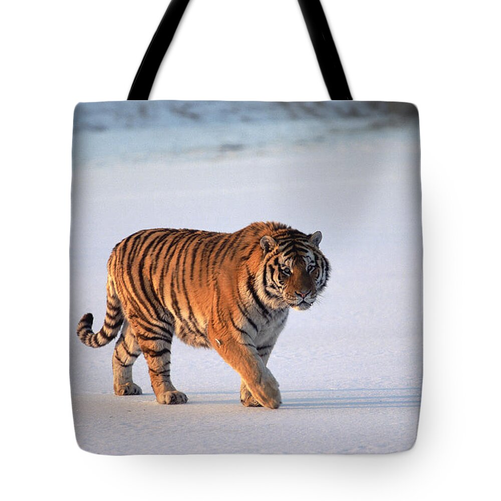 Mp Tote Bag featuring the photograph Siberian Tiger Panthera Tigris Altaica by Konrad Wothe