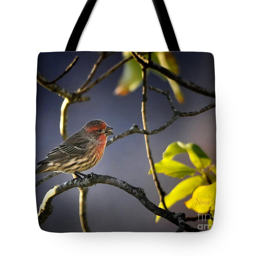 Nature Tote Bag featuring the photograph Singing In The Morning by Nava Thompson