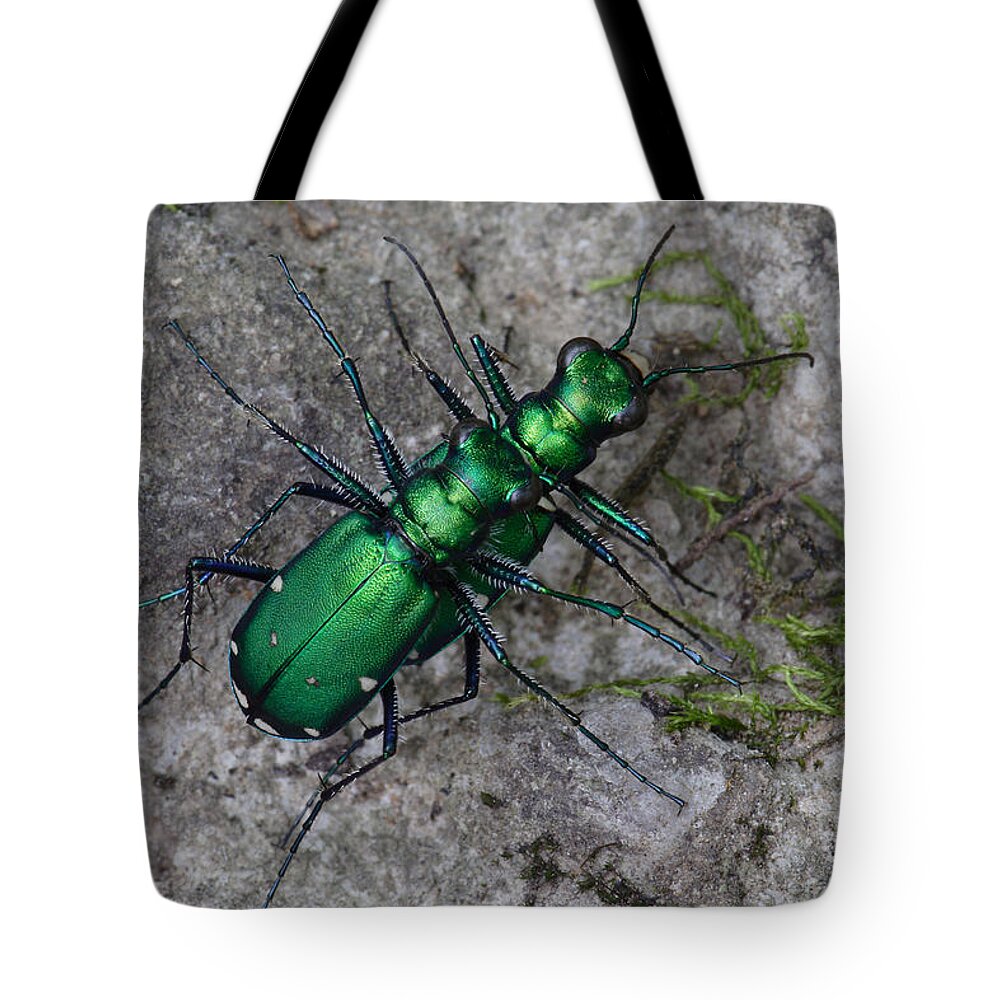 Cicindela Sexguttata Tote Bag featuring the photograph Six-Spotted Tiger Beetles Copulating by Daniel Reed
