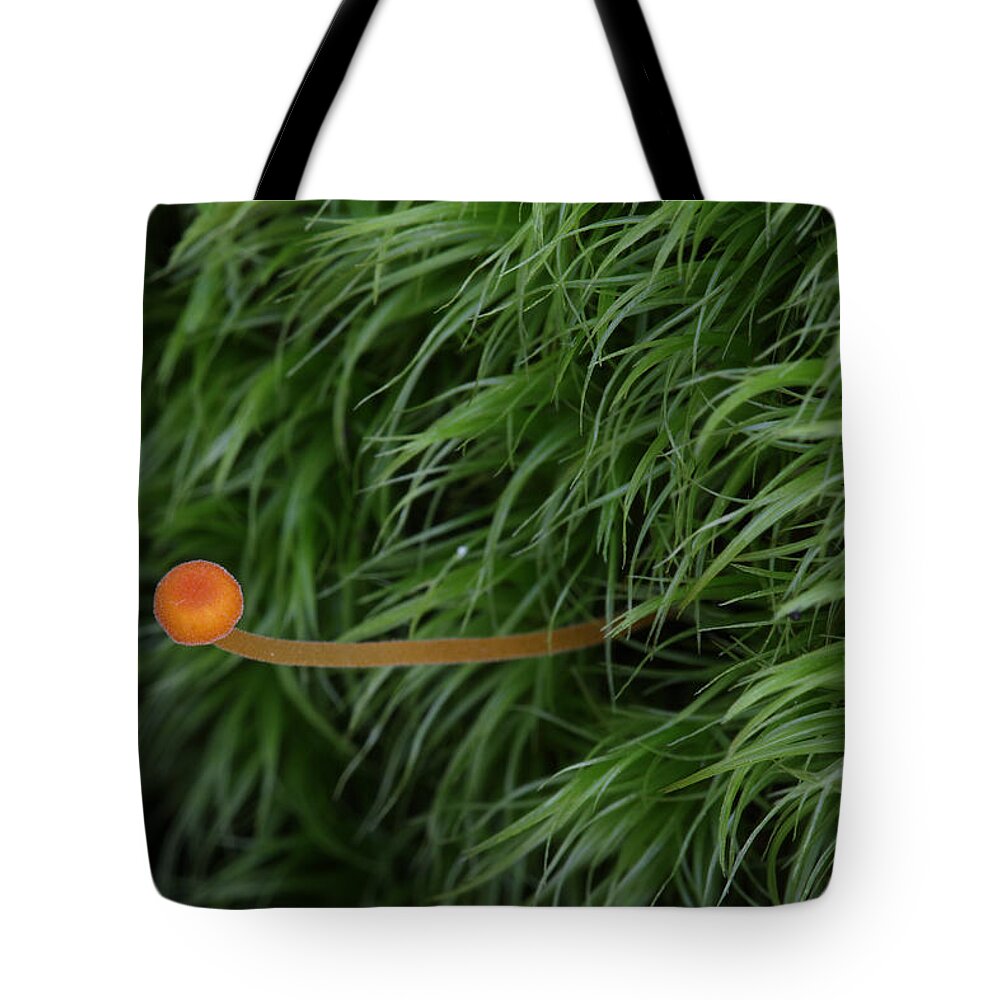 Nature Tote Bag featuring the photograph Small Orange Mushroom In Moss by Daniel Reed