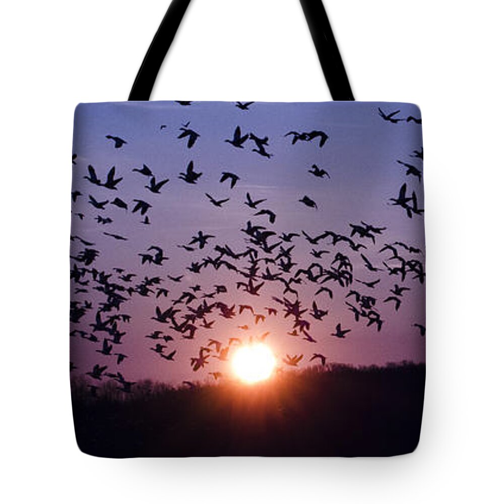 Snow Geese Tote Bag featuring the photograph Snow Geese Migrating by Crystal Wightman