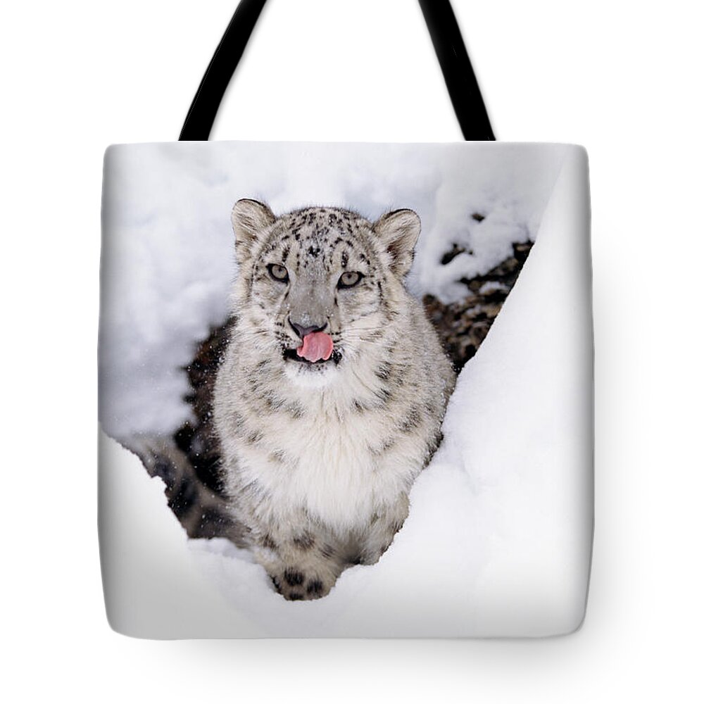 00170191 Tote Bag featuring the photograph Snow Leopard Adult Portrait In Snow by Tim Fitzharris
