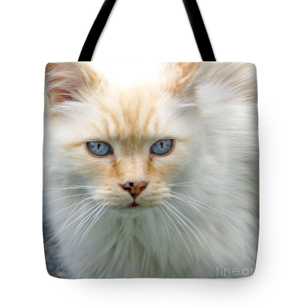 Feline Tote Bag featuring the photograph Snowbell by Rory Siegel