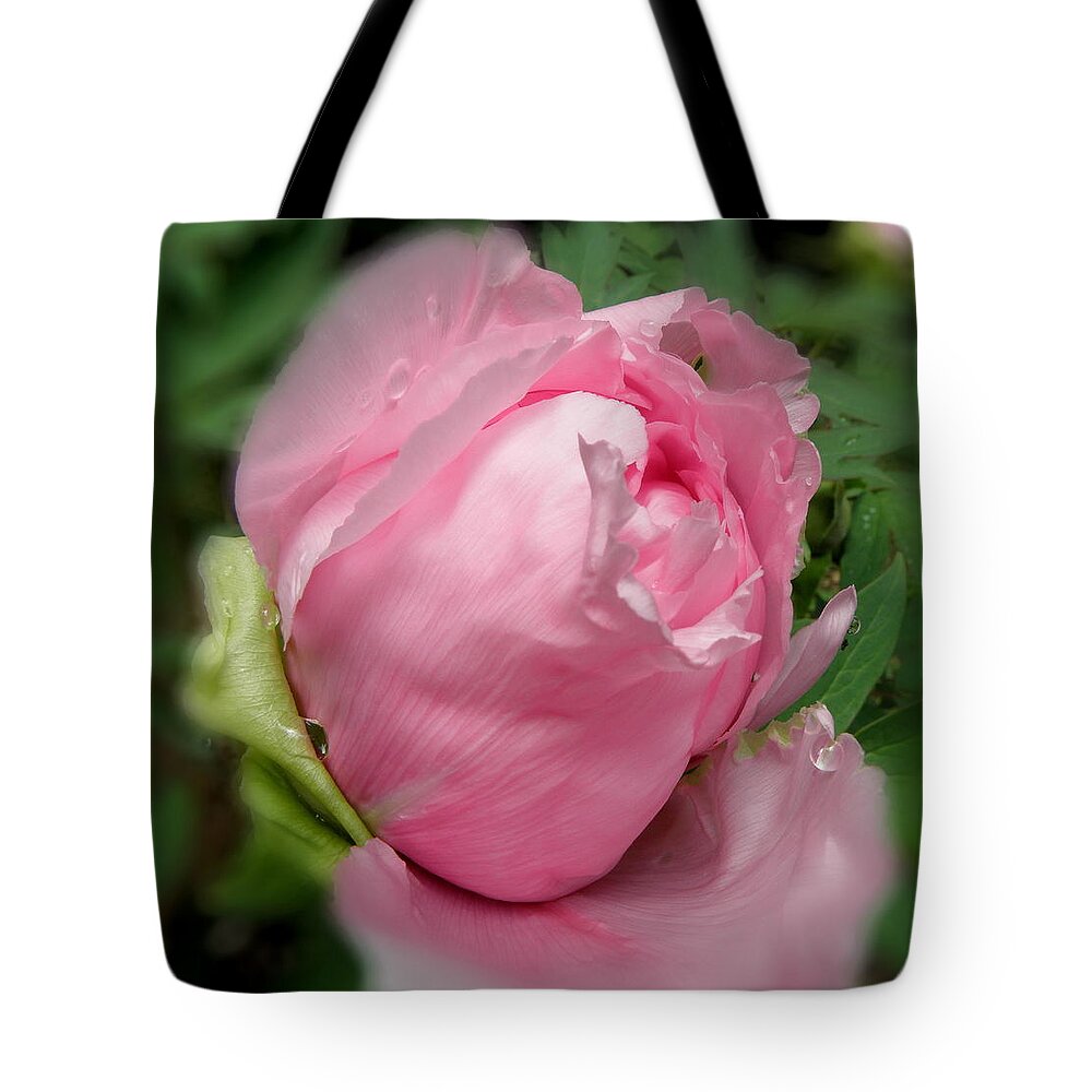 Pink Tote Bag featuring the photograph Soft Beauty by Kim Galluzzo