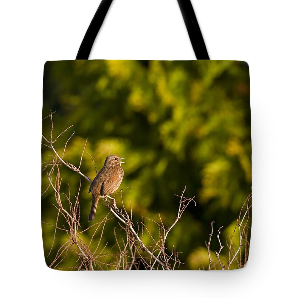 Bird Tote Bag featuring the photograph Song Sparrow by Martin Cooper