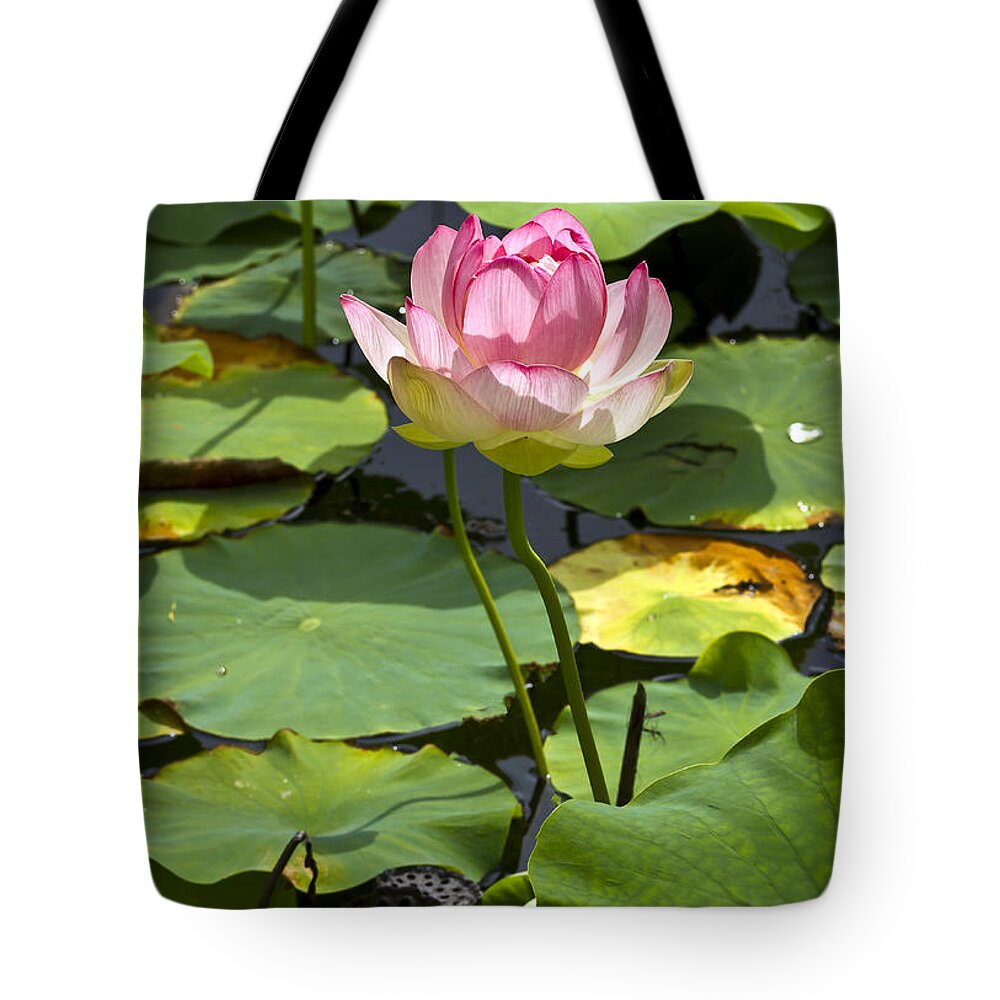 Maine Tote Bag featuring the photograph Souls Whisper by Brenda Giasson