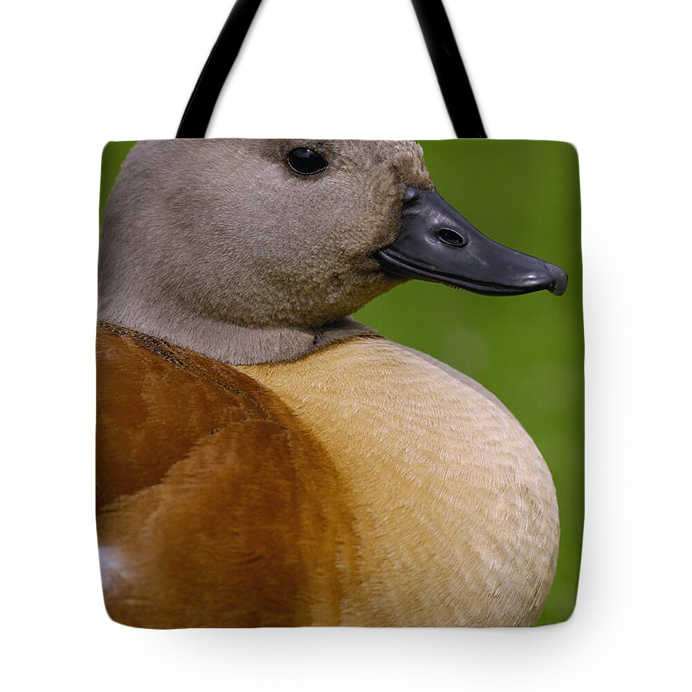 Mp Tote Bag featuring the photograph South African Shelduck Tadorna Cana by Pete Oxford