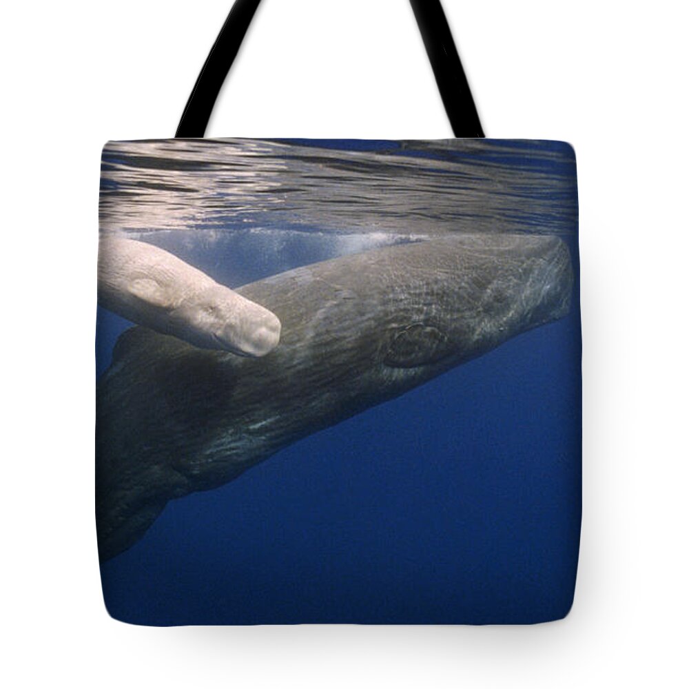00114551 Tote Bag featuring the photograph Sperm Whale Mother And White Calf by Flip Nicklin