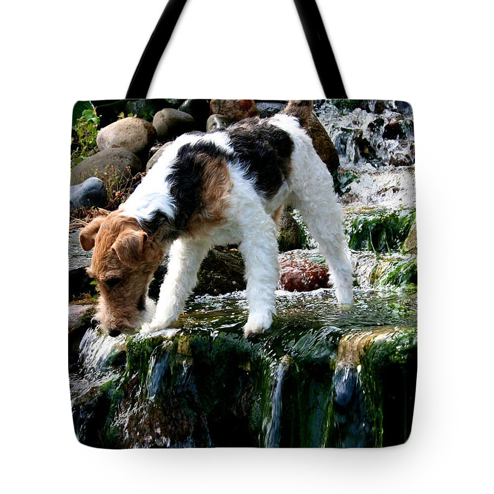 Wirehair Fox Terrier Tote Bag featuring the photograph Spice Frogging by Susan Herber