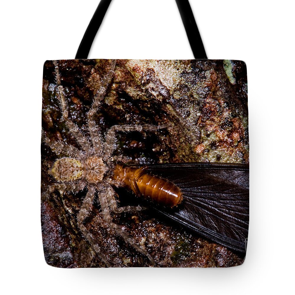 Predator Prey Relationship Tote Bag featuring the photograph Spider Eats Termite by Dant Fenolio