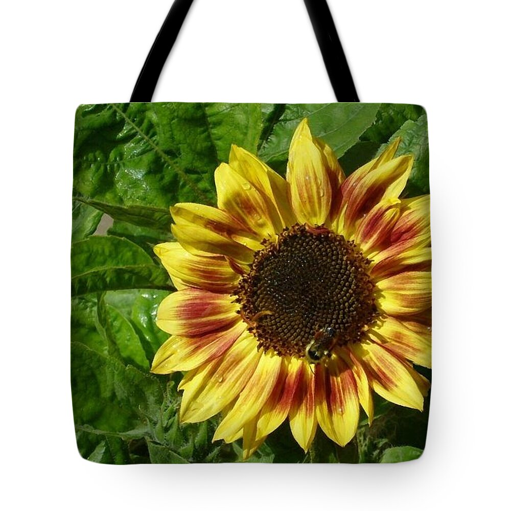 Nature Flowers Sunflowers Gardening Insects Bees Tote Bag featuring the photograph Spot the Bee by Jim Sauchyn