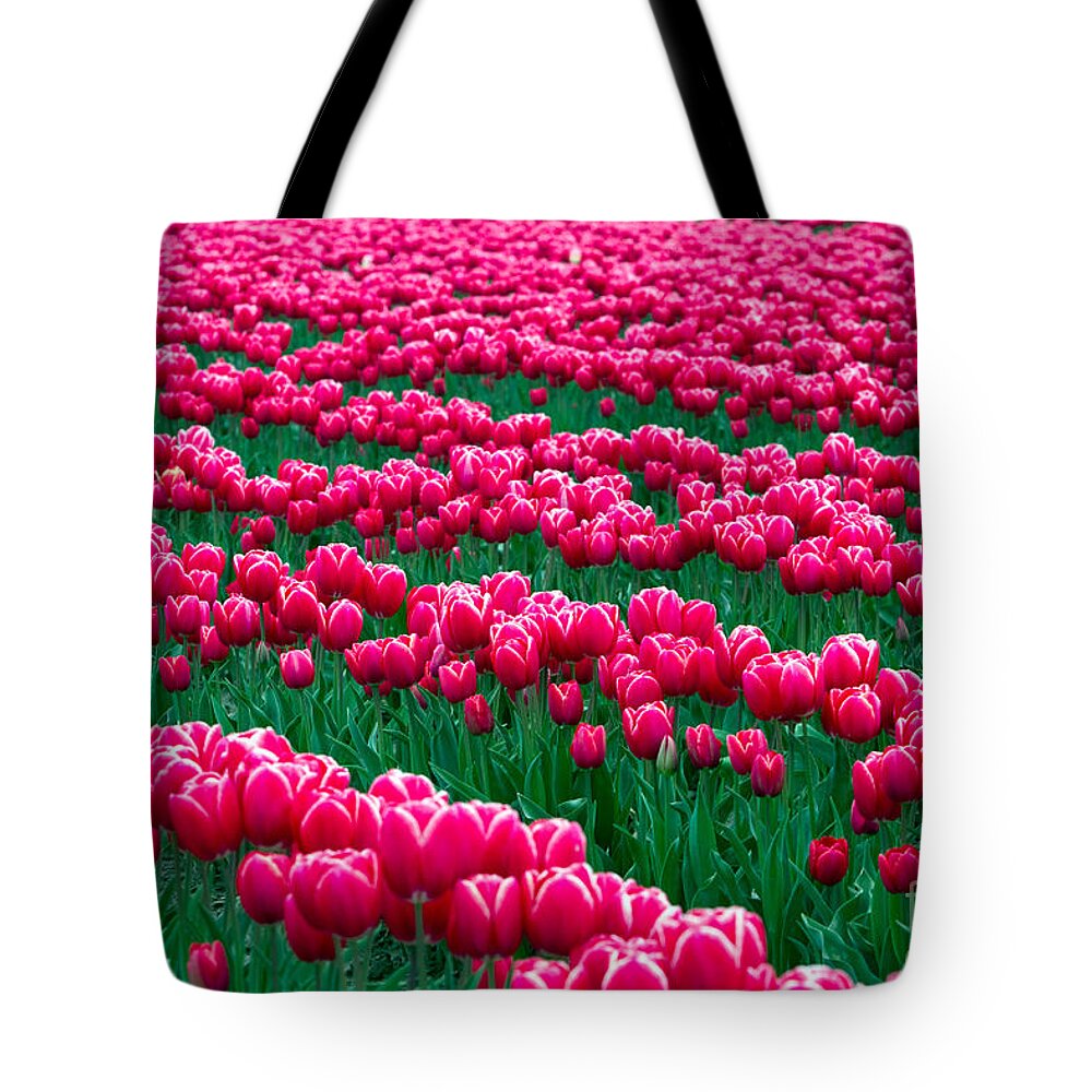 Skagit Valley Tote Bag featuring the photograph Spring Tulips by David R Frazier and Photo Researchers