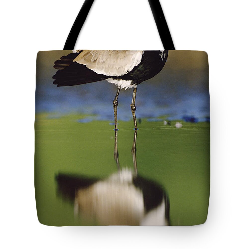 00172187 Tote Bag featuring the photograph Spur Winged Plover With Its Reflection by Tim Fitzharris