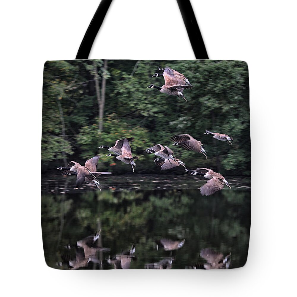 Geese Tote Bag featuring the photograph Squadron Landing by Karol Livote