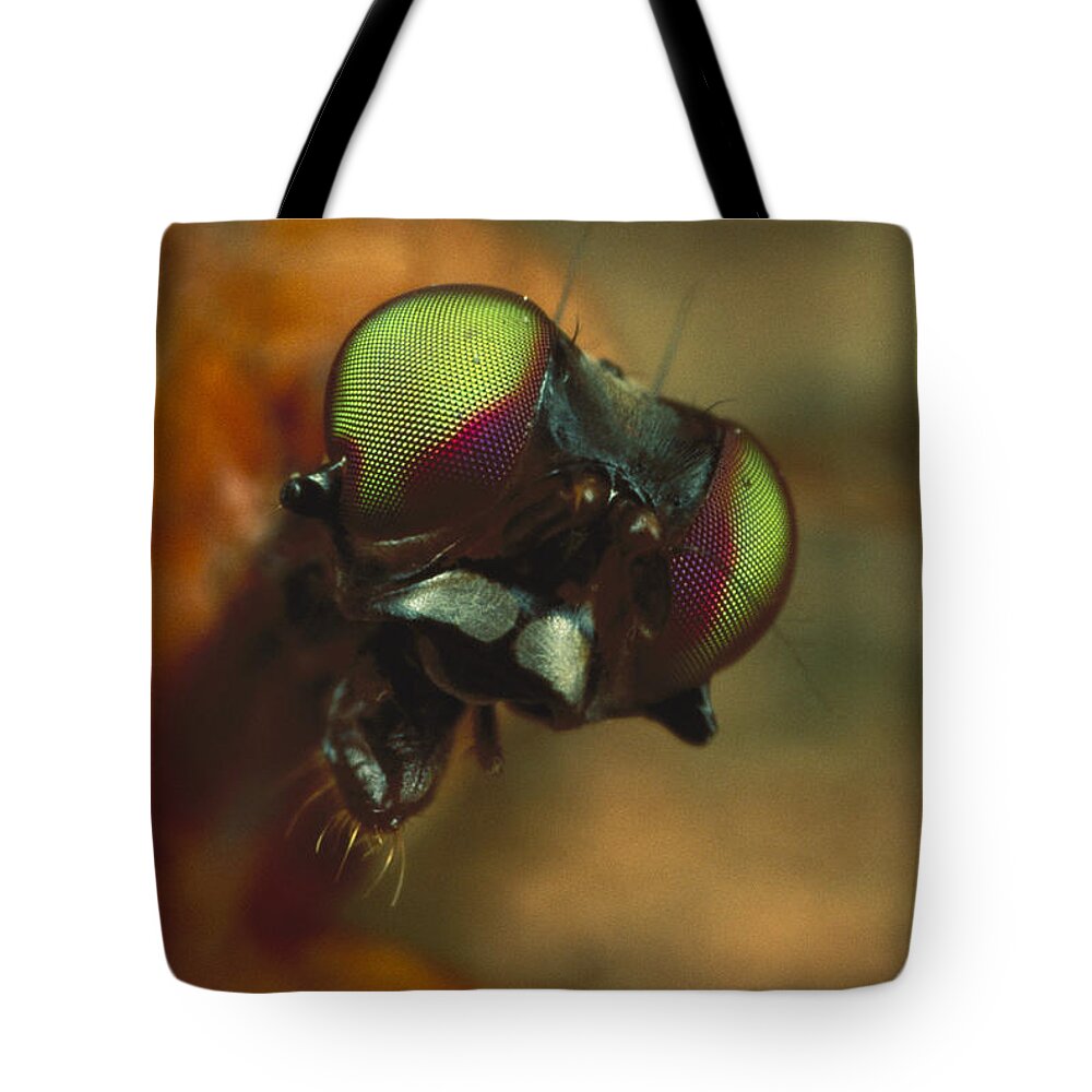 Mp Tote Bag featuring the photograph Stag Fly Phytalmia Cervicornis Small by Mark Moffett
