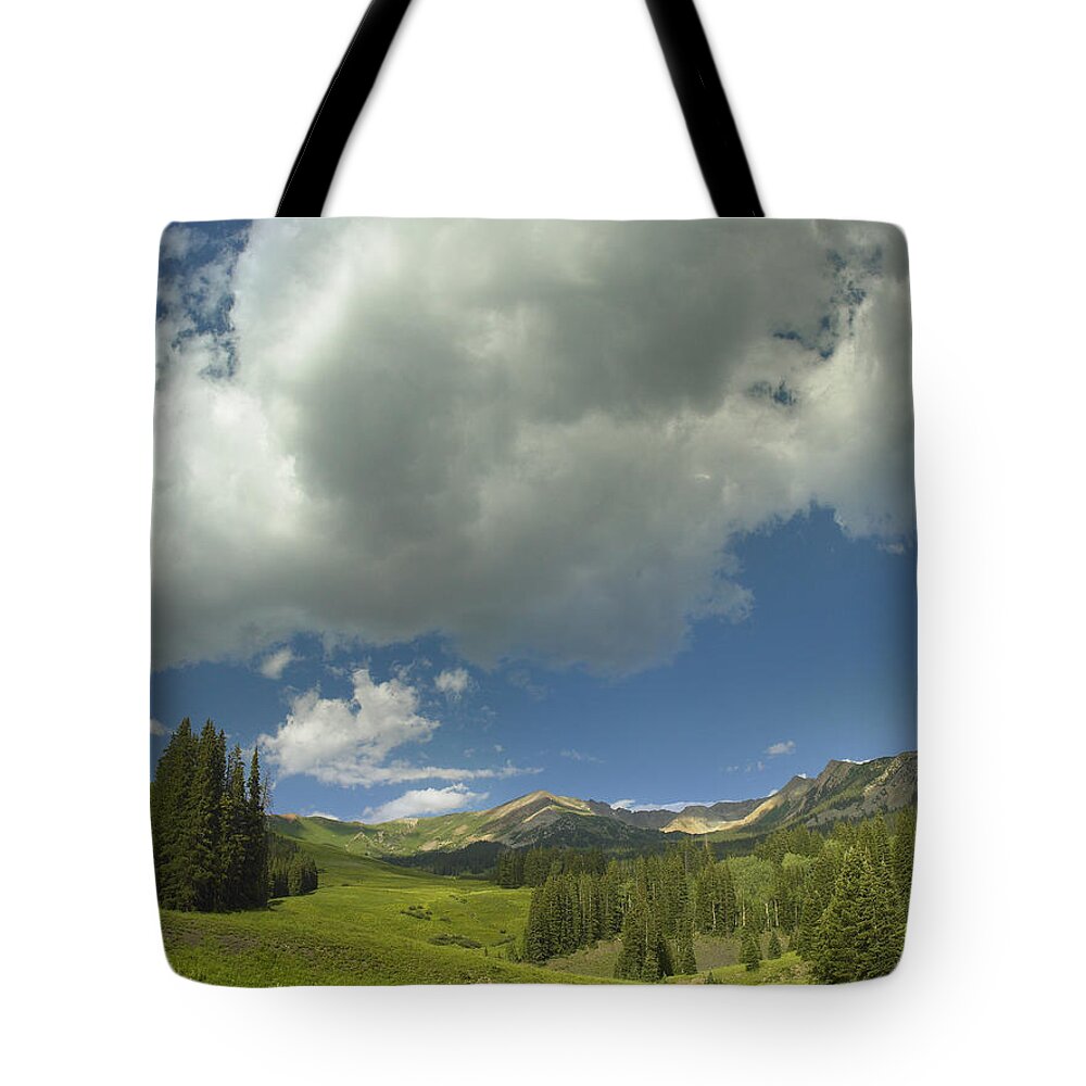 00176077 Tote Bag featuring the photograph Stand Of Conifers In The Elk Mountains by Tim Fitzharris