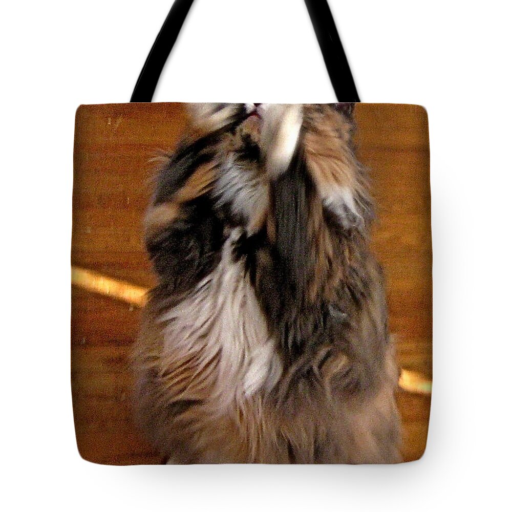 Cat Up On Hind Legs Tote Bag featuring the photograph Standing Ovation by Byron Varvarigos