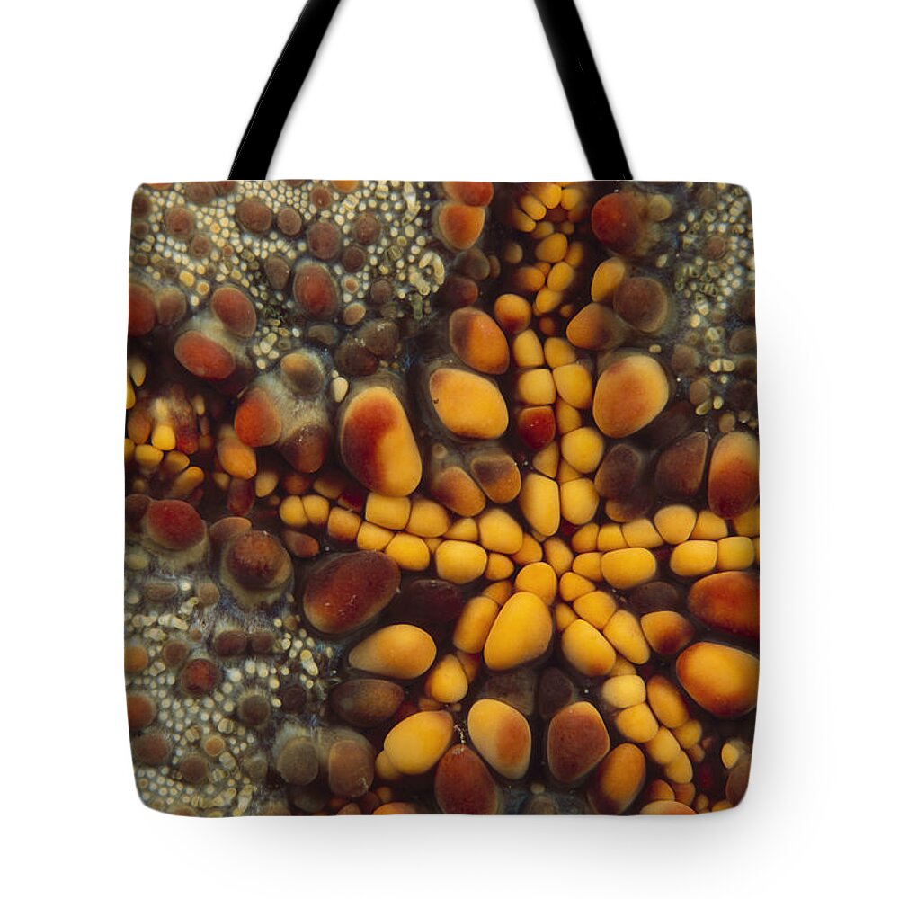 Hhh Tote Bag featuring the photograph Starfish Mouth, Kimbe Bay, Papua New by Ross and Diane Armstrong