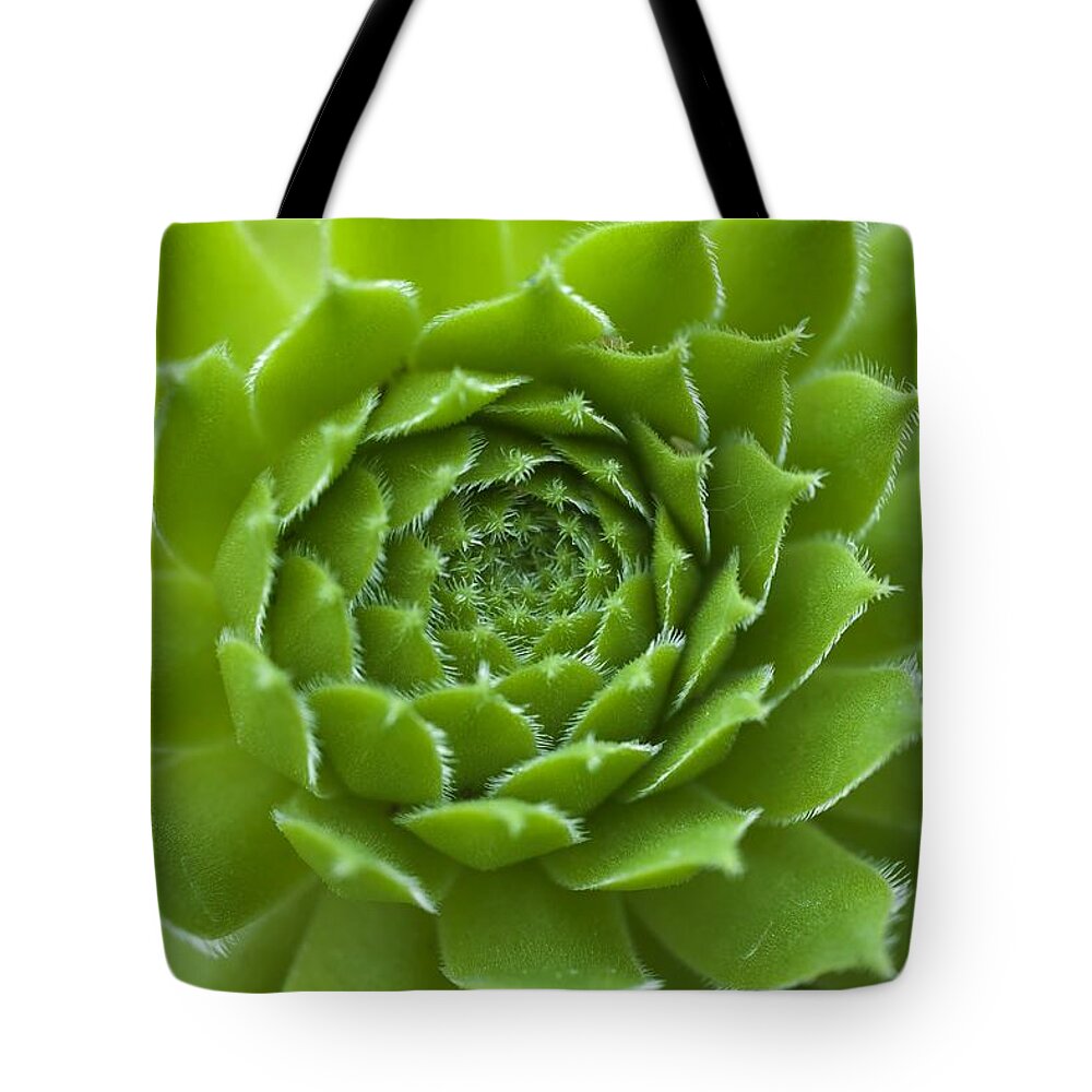 Black Background Tote Bag featuring the photograph Succulent by David Chapman