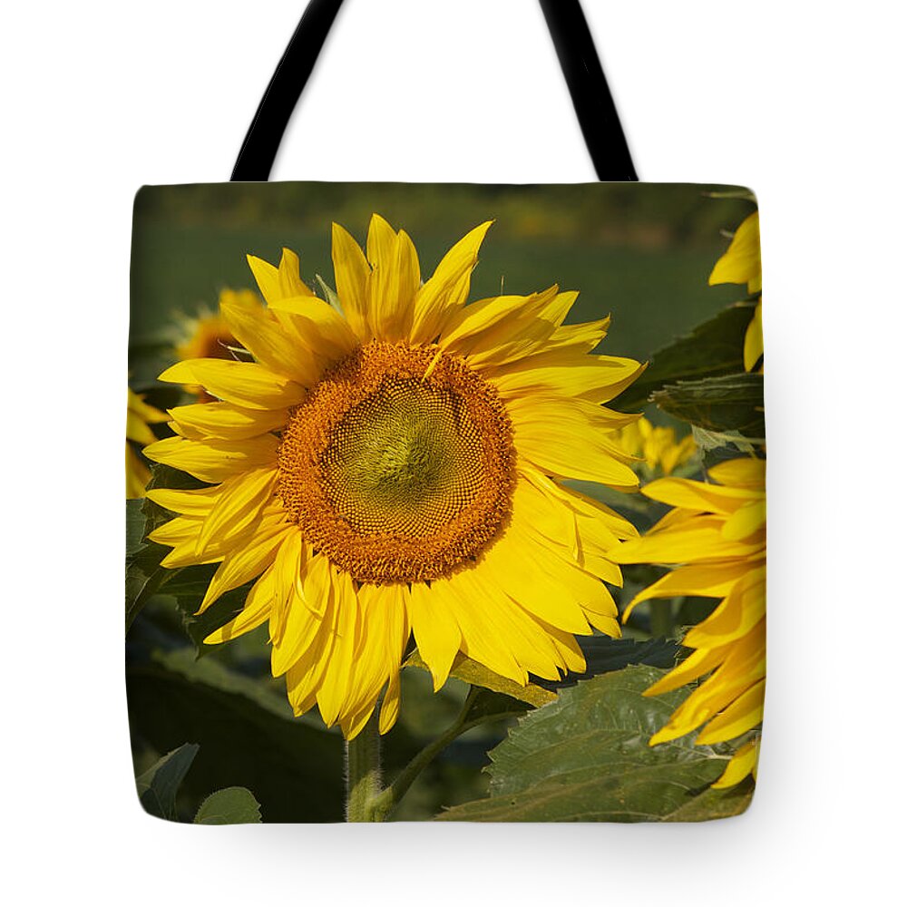 Sun Flower Tote Bag featuring the photograph Sun Flower by William Norton
