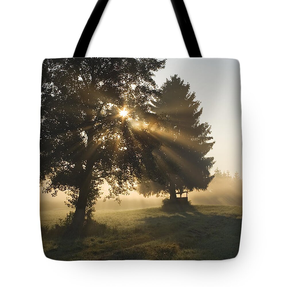 Mp Tote Bag featuring the photograph Sun Shining Through Trees And Morning by Konrad Wothe