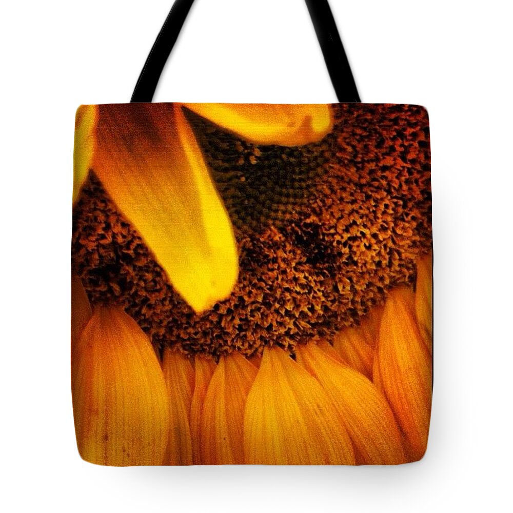  Tote Bag featuring the photograph Sunflower by Lorelle Phoenix