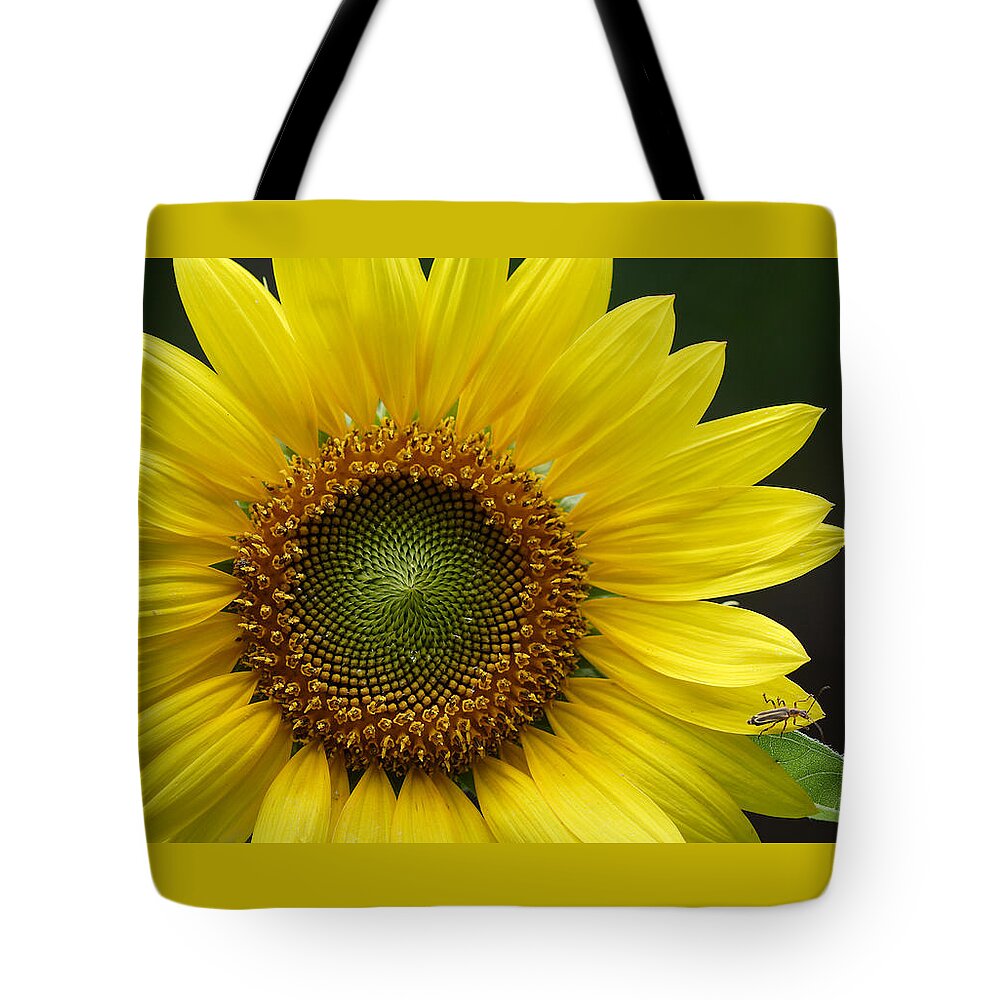 Helianthus Annuus Tote Bag featuring the photograph Sunflower With Insect by Daniel Reed