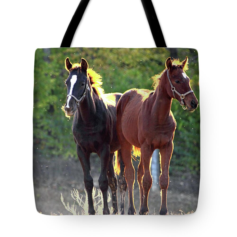 Thorougbred Race Horse Tote Bag featuring the photograph 'Sunlight Babies' by PJQandFriends Photography