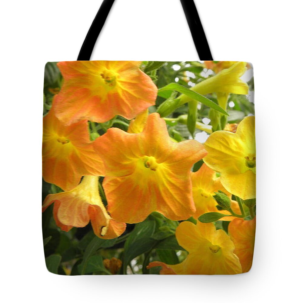 Flowers Tote Bag featuring the photograph Sunshine blossoms by Kim Galluzzo
