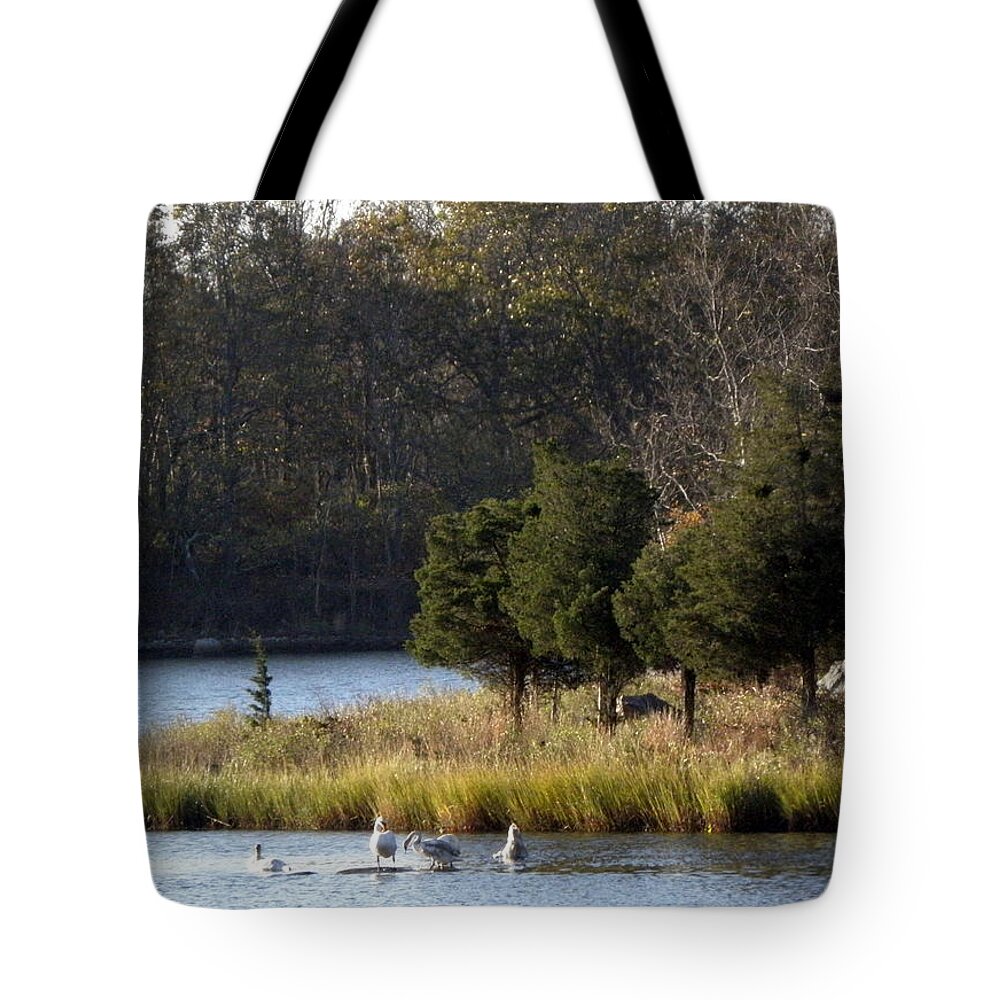 Swans Tote Bag featuring the photograph Swan Scenery by Kim Galluzzo Wozniak