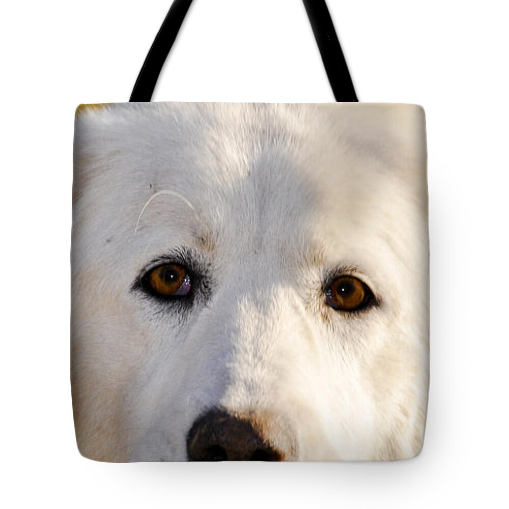 Dog Tote Bag featuring the photograph Sweetie In The Boonies by Trish Tritz