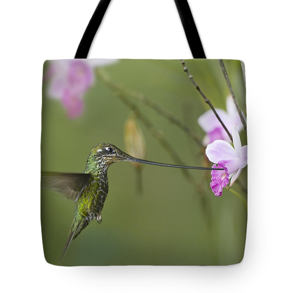 00486960 Tote Bag featuring the photograph Sword Billed Hummingbird Feeding by Tim Fitzharris