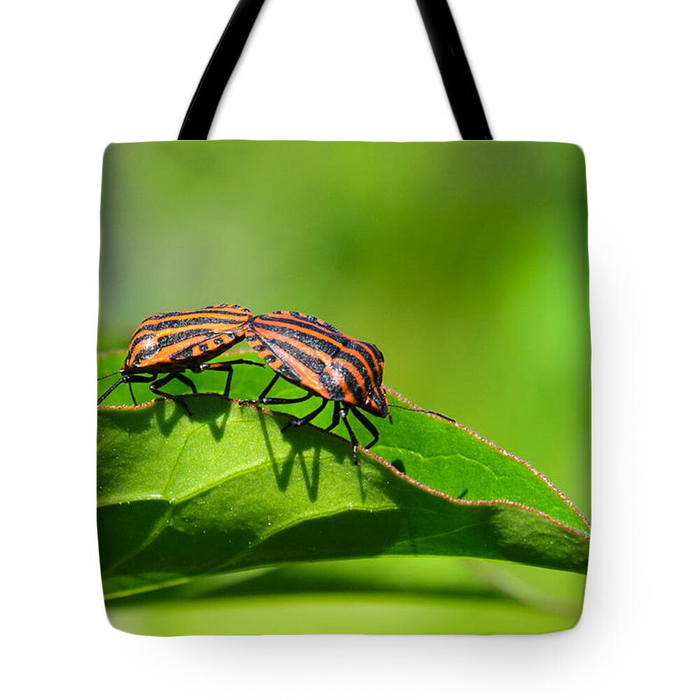 Closeup Tote Bag featuring the photograph Symmetry by Michael Goyberg