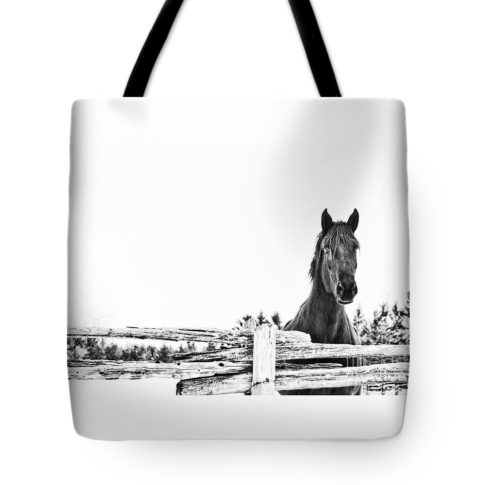 Horse Tote Bag featuring the photograph Take Me for a Ride by Traci Cottingham