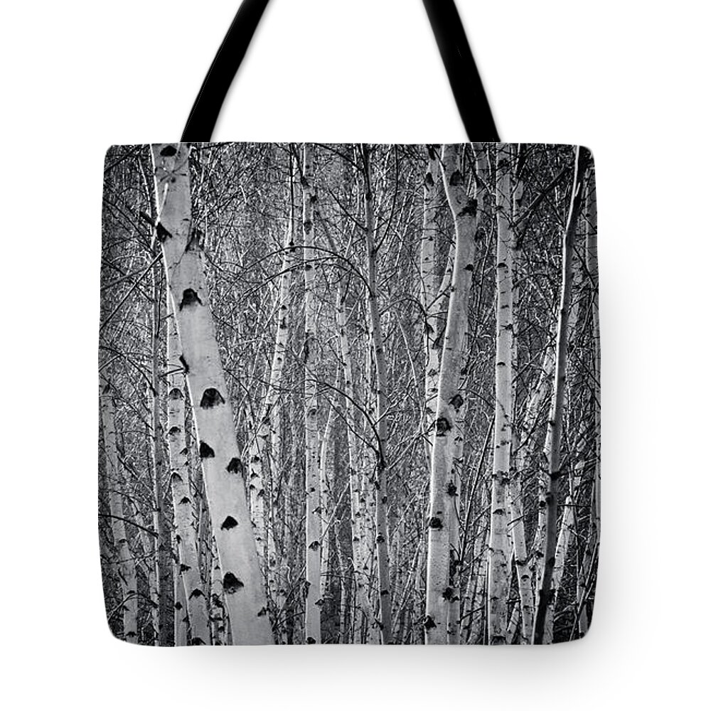 Silver Birch Tote Bag featuring the photograph Tate Modern Trees by Lenny Carter
