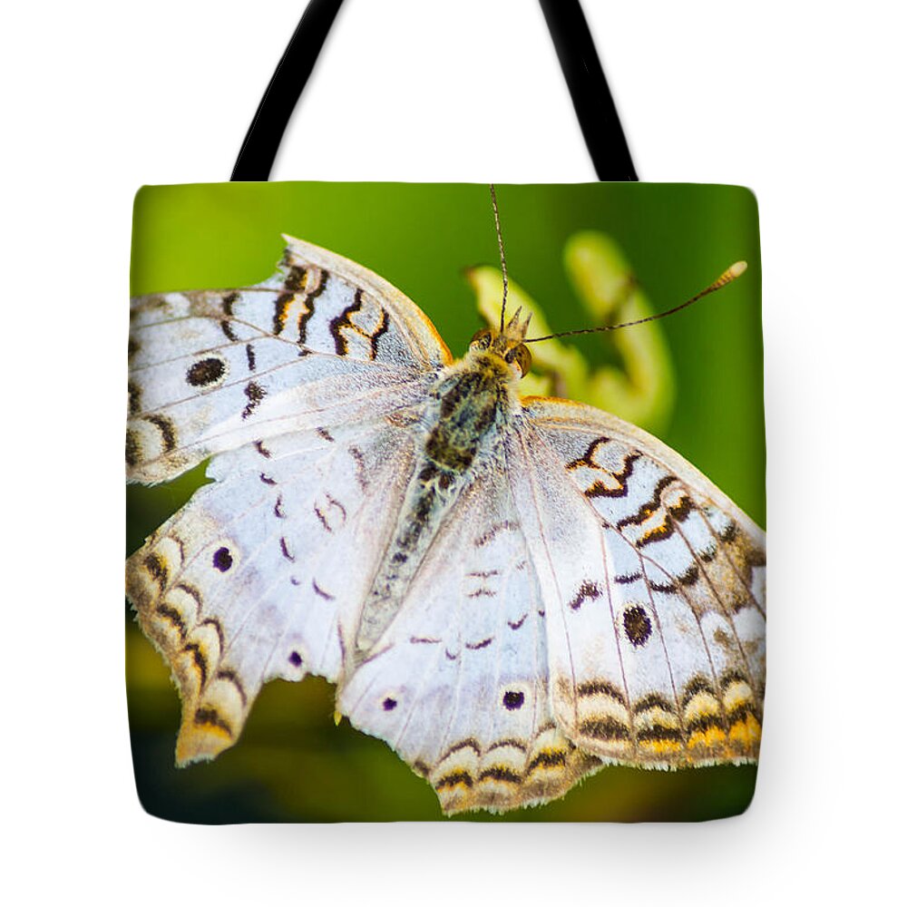Critters Tote Bag featuring the photograph Tattered Moth by Shannon Harrington