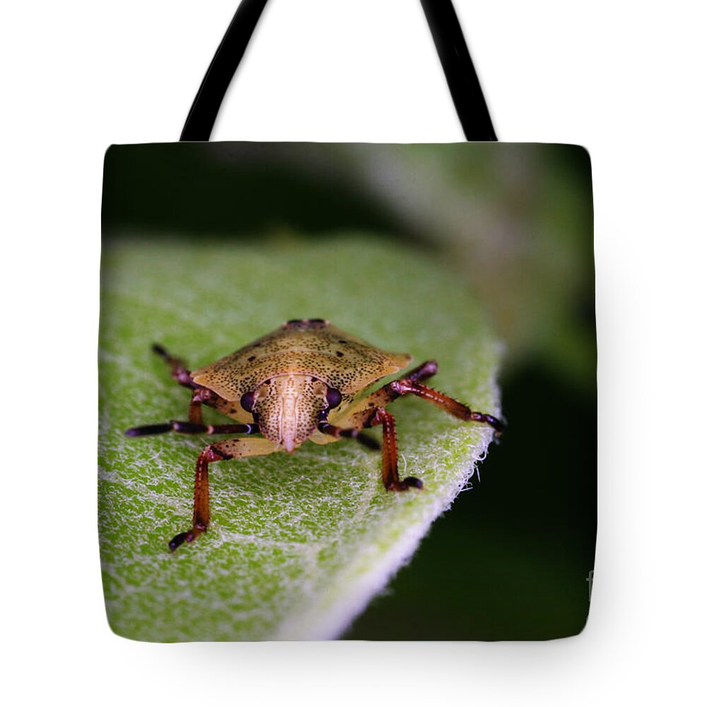 Terrestrial Turtle Bug Tote Bag featuring the photograph Terrestrial Turtle Bug by Ted Kinsman
