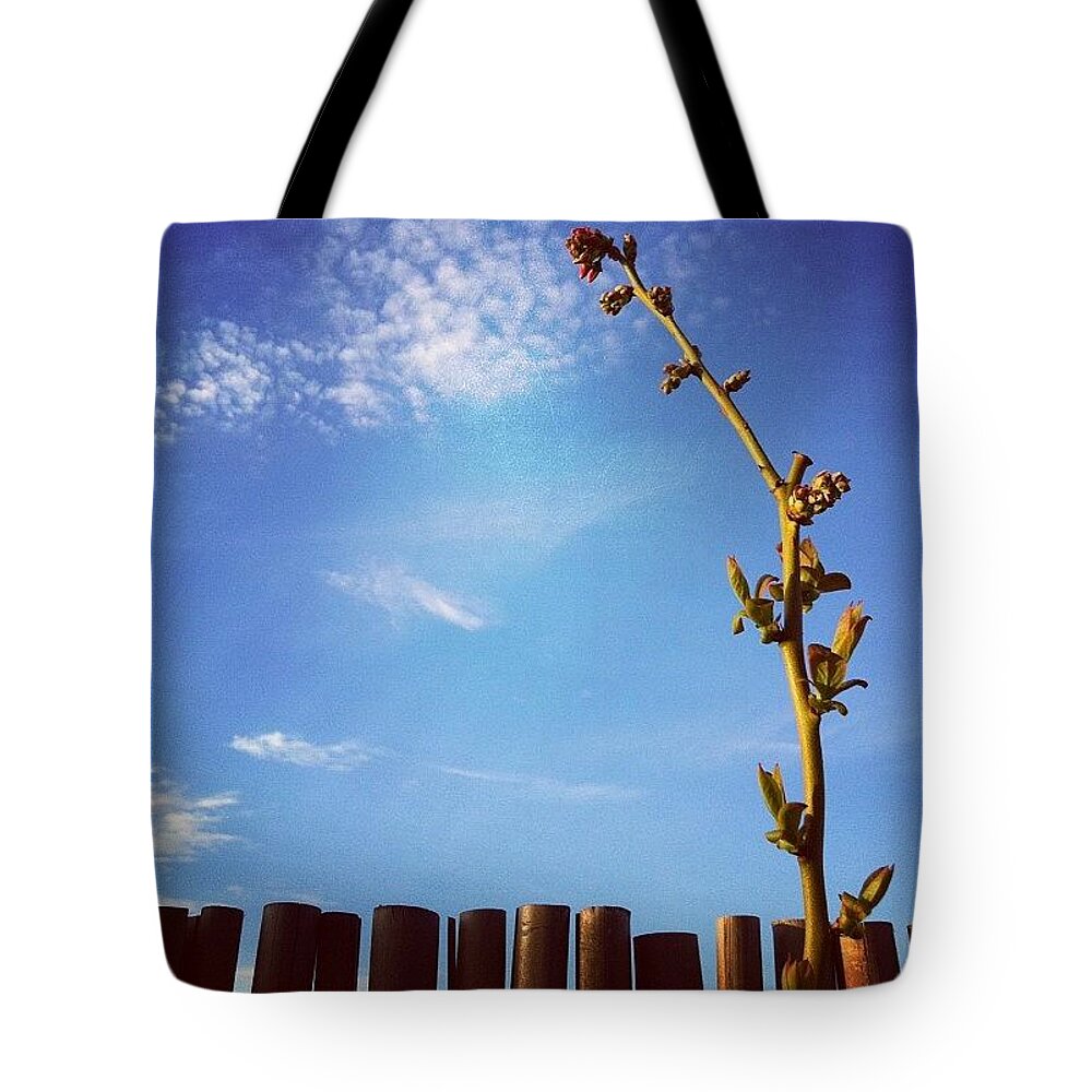 Blue Tote Bag featuring the photograph The Blueberry Bush by Katie Cupcakes